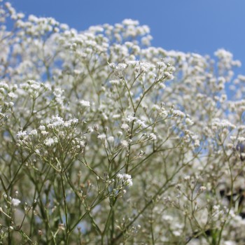 Hohes Schleierkraut Snowflake (Samen)
