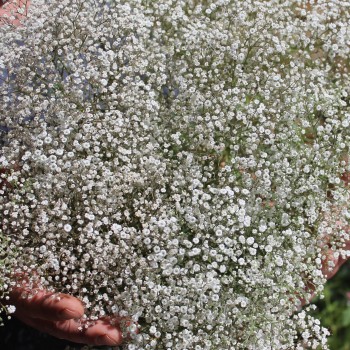 Hohes Schleierkraut Snowflake (Samen)
