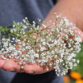 Hohes Schleierkraut Snowflake (Samen)