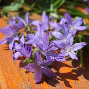 Hängepolster-Glockenblume (Samen)