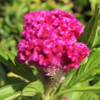 Hahnenkamm Coral Garden (Samen)