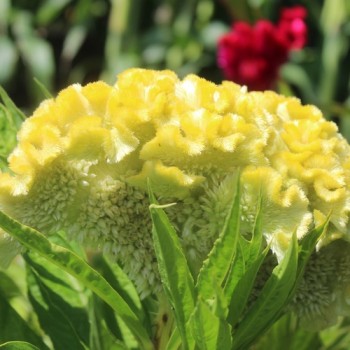 Hahnenkamm Coral Garden (Samen)