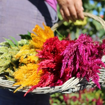 Hahnenkamm Pampas Plume (Samen)