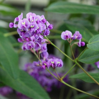 Sarsaparilla violett (Samen)