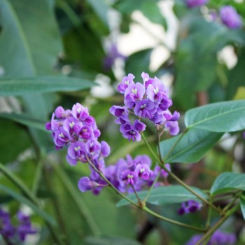 Sarsaparilla violett (Samen)