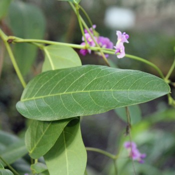 Sarsaparilla violett (Samen)