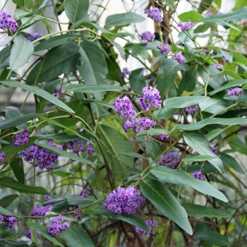Sarsaparilla violett (Samen)