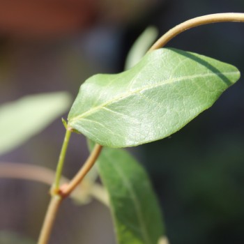 Sarsaparilla violett (Samen)