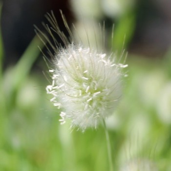 Hasenschwanzgras (Samen)