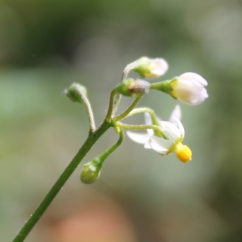 Hei Tien Tsai (Samen)