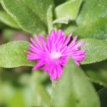 Herzblattsalat (Samen)