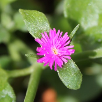 Herzblattsalat (Samen)