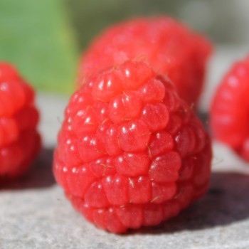 Zwerg-Himbeere Baby Dwarf (Pflanze)