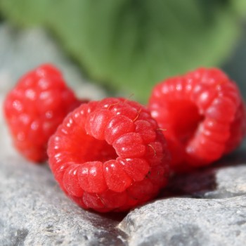 Zwerg-Himbeere Baby Dwarf (Pflanze)