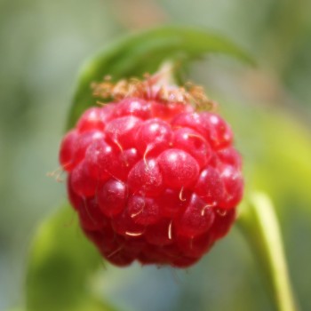 Himbeere Boheme (Pflanze)