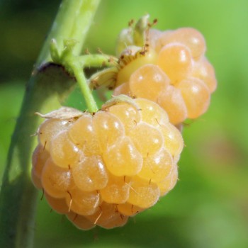 Himbeere Golden Queen (Pflanze)