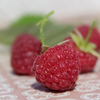 Himbeere Summer Chef (Pflanze)