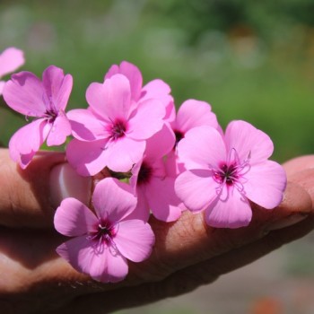 Himmelsröschen Nobilis (Samen)