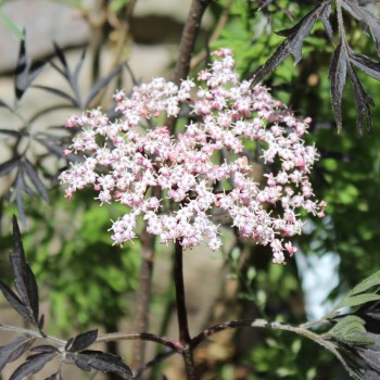 Holunder Black Lace (Pflanze)