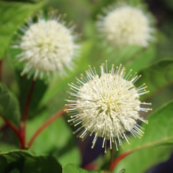 Honigball (Pflanze)