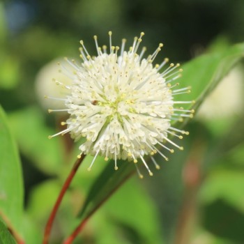 Honigball (Pflanze)