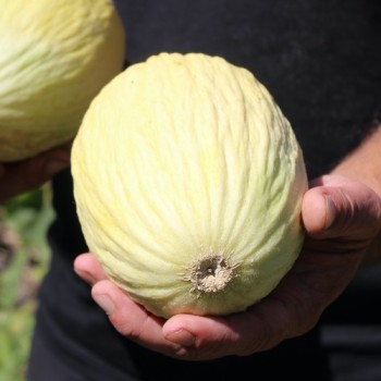 Honigmelone Blanco de Ribatejo (Samen)