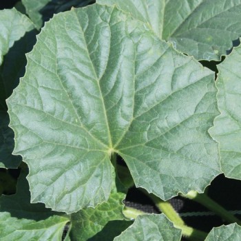 Honigmelone Blanco de Ribatejo (Samen)