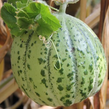 Honigmelone Delice de Table (Samen)