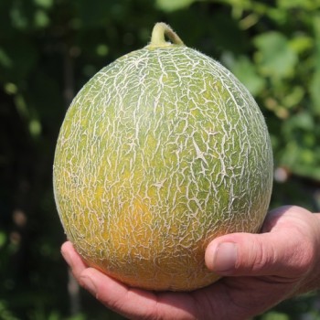 Honigmelone Galia (Samen)