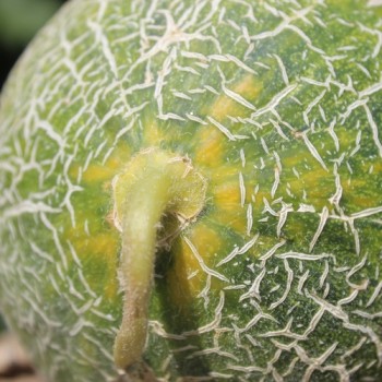Honigmelone Galia (Samen)