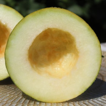 Honigmelone Galia (Samen)