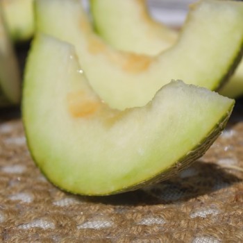 Honigmelone Galia (Samen)