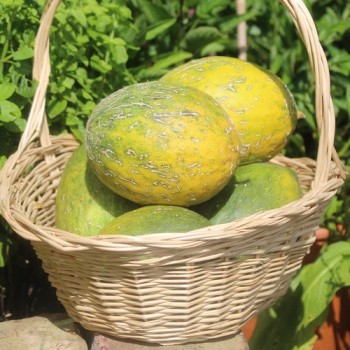 Honigmelone Galia (Samen)
