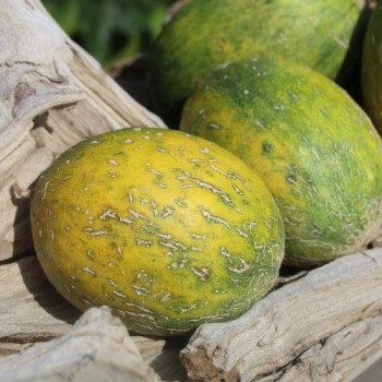 Honigmelone Galia (Samen)