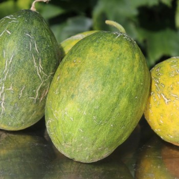 Honigmelone Galia (Samen)