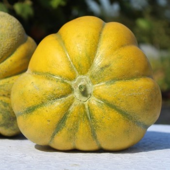 Neu! Honigmelone Nickerie Triangle (Samen)