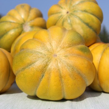 Neu! Honigmelone Nickerie Triangle (Samen)