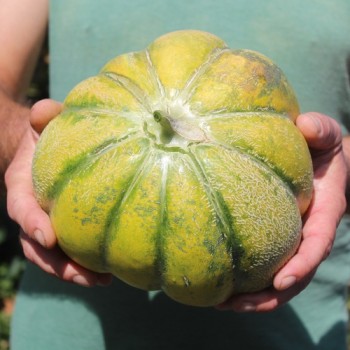 Neu! Honigmelone Nickerie Triangle (Samen)