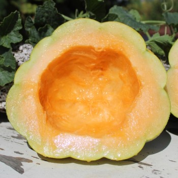 Neu! Honigmelone Nickerie Triangle (Samen)