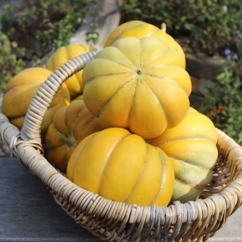 Neu! Honigmelone Nickerie Triangle (Samen)