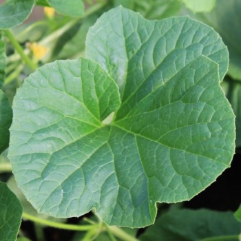 Honigmelone Oka (Samen)