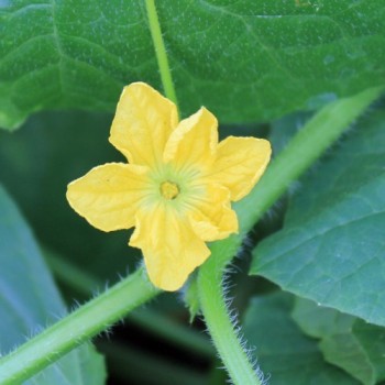 Honigmelone Oka (Samen)