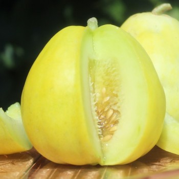 Honigmelone Sakata's Sweet