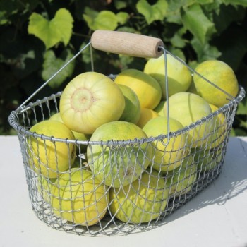 Honigmelone Sakata's Sweet  (Samen)