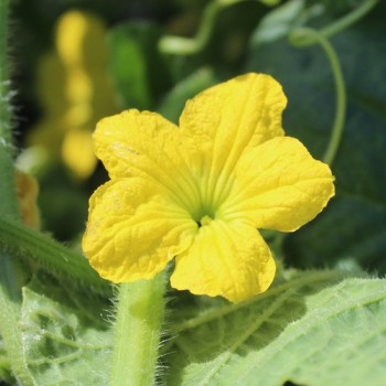 Honigmelone Sakata's Sweet  (Samen)