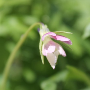 Hornveilchen Bunny Ears (Samen)