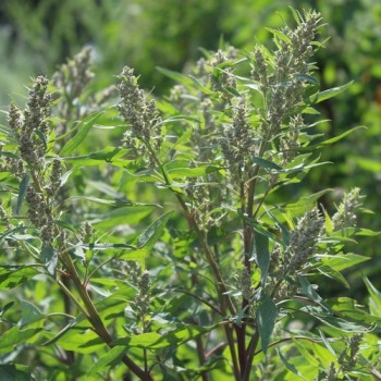 Huazontle - Broccolimelde (Samen)