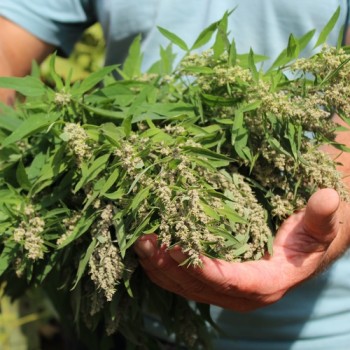 Huazontle - Broccolimelde (Samen)