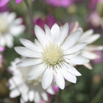 Immortelle - Papierblume Double Mix  (Samen)