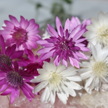 Immortelle - Papierblume Double Mix  (Samen)